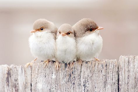 awwwwww...too cute! Birds Sitting, Pretty Birds, Cute Birds, Little Birds, Sweet Animals, Animal Photo, 귀여운 동물, Bird Watching, Cuteness Overload