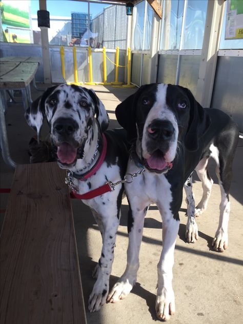 Two Great Danes, Great Dane Mixed With Doberman, Black Grate Dane, Great Dane Brindle, Harlequin Great Danes, Great Danes, Brown Hair Inspo, Nursing Notes, Great Dane