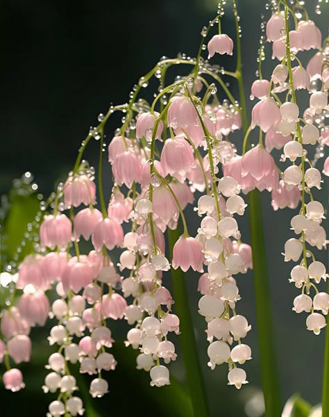 Tattoo Plant, Pretty Flowers Pictures, Lily Of The Valley Flowers, Valley Flowers, Wallpaper Flower, Nothing But Flowers, Flower Therapy, Pretty Plants, Beautiful Flowers Pictures