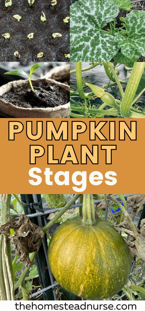 The Best Guide on Pumpkin Plant Stages from Seed to Harvest - The Homestead Nurse Here we will take you through all the pumpkin growing stages and what to expect and see while a pumpkin grows. Pumpkins are not only used for food but you can decorate and use them for crafts. Growing pumpkins is an exciting thing to do and the long almost 90 to 120 days you get to harvest your very own pumpkins Stages Of Pumpkin Growth, When Are Pumpkins Ready To Harvest, How To Grow Pumpkins Vertically, Tips For Growing Pumpkins, Pumpkin Growing Tips, Growing Pumpkins From Seeds, Pumpkin Planting, When To Harvest Pumpkins, Growing Pumpkin