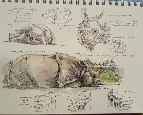 DYNAMIC BIBLE by PETER HAN by peter han — Kickstarter Animal Structure, Indian Rhino, Peter Han, Animal Studies, Animal Skeletons, Nature Sketch, Animal Study, Rhinos, Human Form