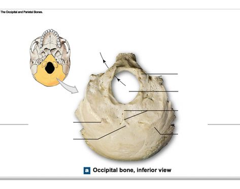 I hope this helps on your next practical! Practice labeling the occipital bone, just one of the many bones of the skull. Occipital Bone Anatomy, Bones Of The Skull, Occipital Bone, Bone Anatomy, Atmospheric Circulation, Anatomy Bones, Quiz Names, Quiz Me, Online Quiz