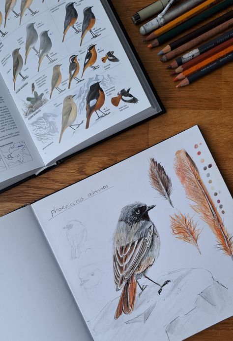 Ornithology Aesthetic, Birding Aesthetic, Wildlife Journal, Backgrounds Painting, Botanical Art Drawing, Travel Bullet Journal, Wildlife Drawings, Nature Sketchbook, Book Editorial Design