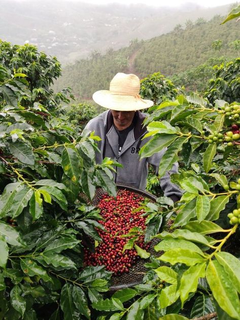 Coffee Farm Photography, Mobile Coffee Cart, Coffee Farmers, Agriculture Photos, Coffee Board, Farm Photography, Coffee Farm, Coffee Plant, Farm Design