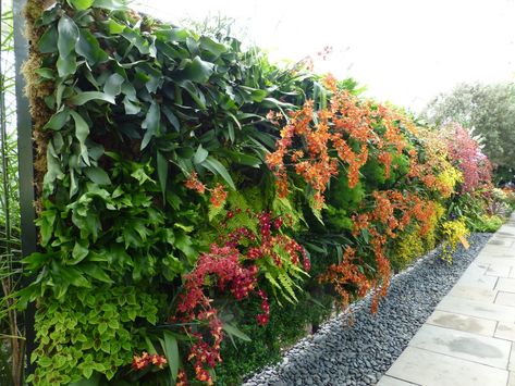 Orchid Show - Vertical Garden Wall 2 - Dancing Lady Orchid… | Flickr Garden Pot Plants, Dancing Lady Orchid, Orchid Show, Vertical Garden Wall, Orchid Garden, Garden Plant Pots, Orchids Garden, Pot Plants, Vertical Gardens