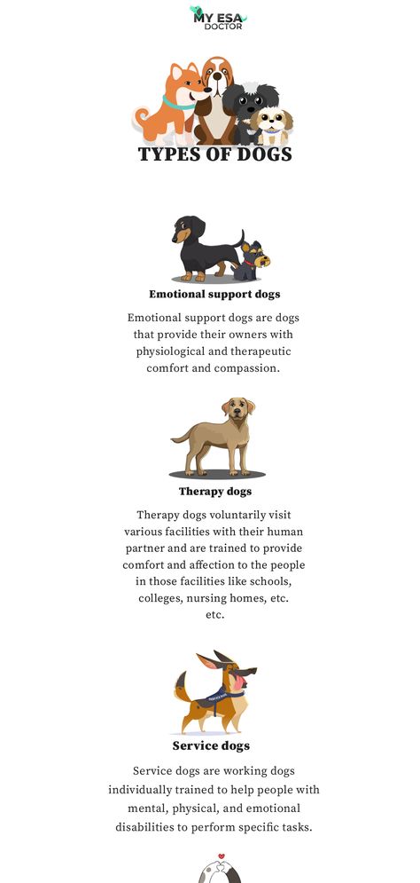 Difference between a Service dog, Emotional support dog, therapy dog. These assistance animals are often confused with each other but they are different from each other in terms of their job, access to spaces, and legal rights offered to them. According to the government, it is not mandatory to register and certify your assistance dog with any organization. . . #emotionalsupportanimal #esaletters #emotionalsupportcat #emotionalsupportdog #esaletter #pet #typesofdogs #therapydog #servicedog Dogs Helping Humans, Dog Therapy, Esa Letter, Basic Dog Training, Emotional Support Dog, Therapy Dog, Emotional Support Animal, Support Dog, Rental Apartment