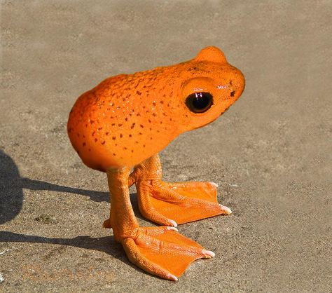 Orange Frog, Silly Frog, Oc Creator, Frog Pictures, Frog Drawing, Frog And Toad, Cute Frogs, Cool Names, Useful Life Hacks