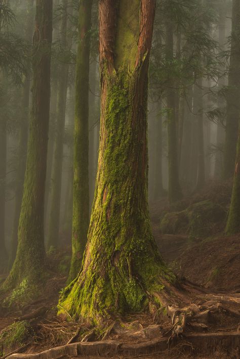 Japanese Cedar, Japanese Cedar Tree, Bowen Island, Cedar Forest, Japanese Forest, Spring Forest, Cedar Trees, Black Tree, Photo Stands