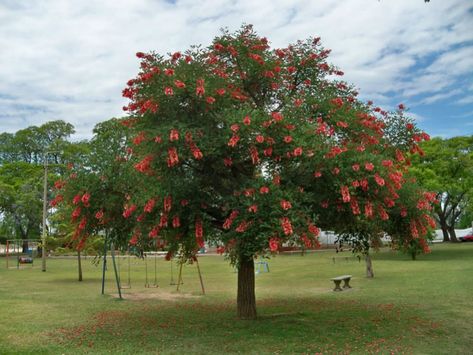 Erythrina crista-galli is a small, deciduous tree that grows up to 26 feet (8 m) tall and equal width... #erythrina #plantopedia #FloweringPlant #flowers #FloweringPlants #plant #plants #flower #blooming #FlowersLover #FlowersLovers #FlowerGarden #WorldOfFlowers #WorldOfFloweringPlants #nature Dinosaur Garden, Coral Tree, Nature Photography Trees, Park Landscape, Flowering Plants, Deciduous Trees, Propagating Plants, Types Of Soil, Patio Area