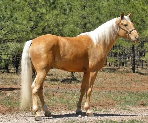 Barnwood Builders, Palomino Horses, Therapeutic Riding, Canadian Horse, Irish Sport Horse, Horse Reference, Miniature Horses, Golden Horse, Palomino Horse