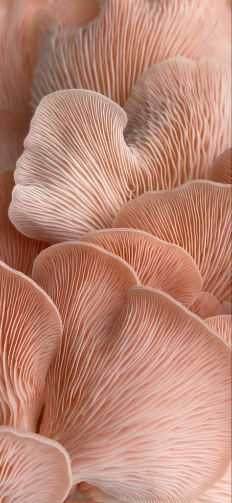 Phone wallpaper, background, unique design wallpaper, pink oyster mushrooms, nature texture Pink Oyster Mushroom, Mushroom Patterns, Mushroom Background, Fungi Art, Mushroom Wallpaper, Oyster Mushroom, Pink Mushroom, Oyster Mushrooms, Free Phone Wallpaper