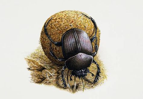 Beetle Artwork, Dung Beetle, Beetle Art, Handmade Christmas Crafts, Giclee Painting, Picture Library, Novelty Gifts, Drawing Inspiration, High Quality Art Prints