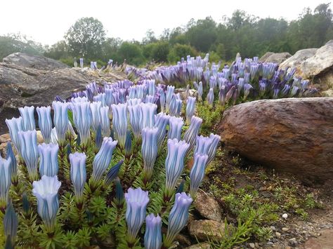 Gentiana hexaphylla,Arctic-Alpine Botanic Garden. Alpine Flowers, Alpine Garden, Strange Flowers, Weird Plants, Plant Fungus, Alpine Plants, Unusual Plants, Unusual Flowers, Botanic Garden