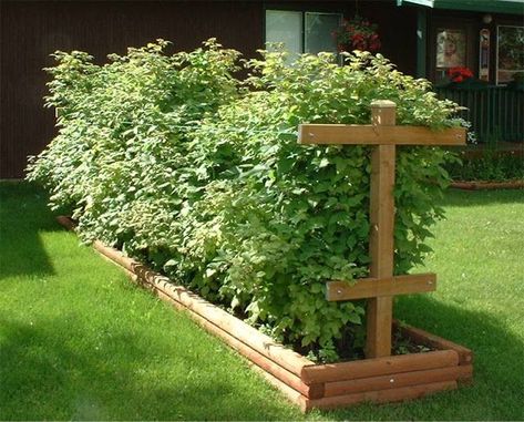 Raspberries, pruning & support - Chris Bowers Raspberry Trellis, Raspberry Bush, Growing Raspberries, Raspberry Plants, Berry Garden, Berry Patch, Veg Garden, Plant Garden, Home Vegetable Garden