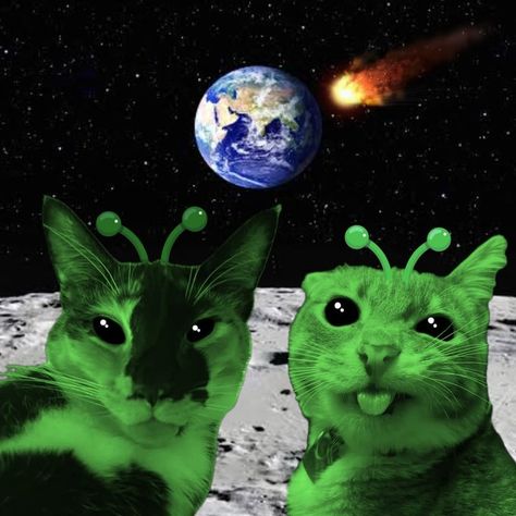 Gnarp Gnarp, Sunny Boy, Alien Cat, Goofy Cats, Alien Invasion, No Friends, Silly Animals, Ancient Aliens, Animal Photos