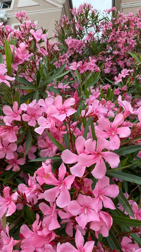 Immerse yourself in the vibrant world of pink as you witness the beauty of blooming oleanders. These stunning flowers captivate with their vibrant hues and delicate petals. Whether you embrace the pink madness or admire the enchanting oleander, let nature's artistry inspire you. #PinkMadness #BloomingOleander #natureinspiration Oleander Bush, Dangerous Flowers, Oleander Flower, Pink Oleander, Oleander Plants, Nerium Oleander, Poison Garden, Rain Lily, Stunning Flowers