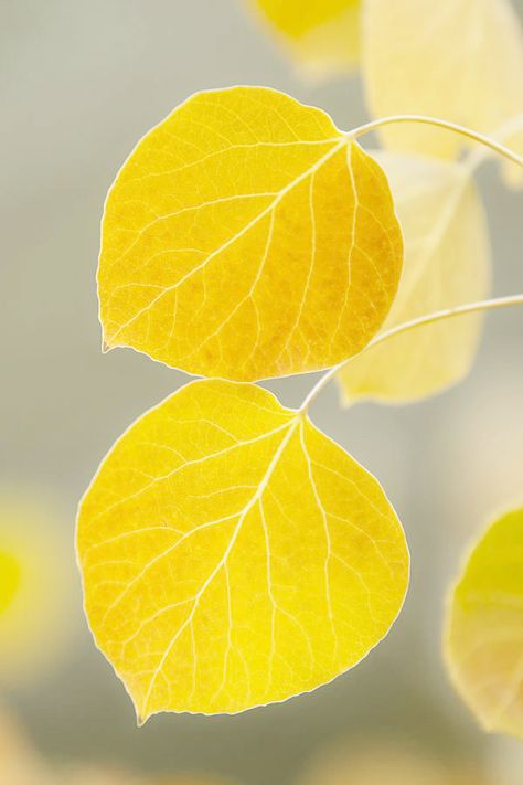 Aspen Leaves, Aspen Leaf, Beautiful Leaves, Aspen Trees, Foto Art, Autumn Beauty, Yellow Aesthetic, Yellow Leaves, Leaf Art