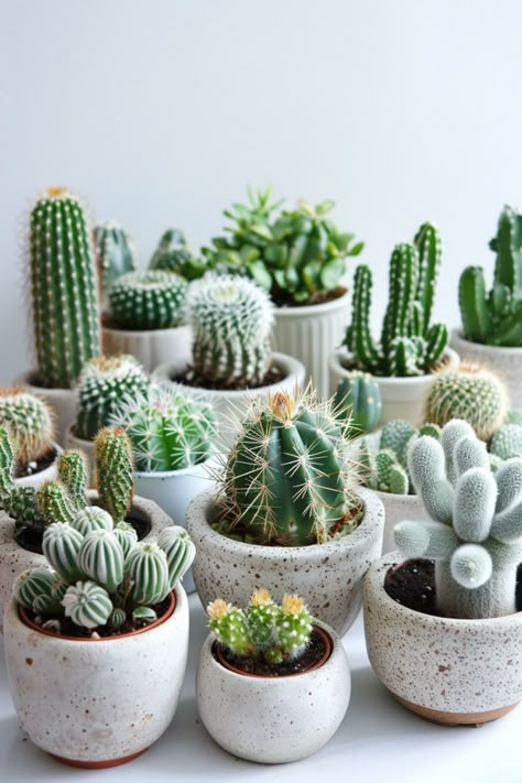 Thinking about adding some green to your indoor space? Check out these four popular cactus types that are not only beautiful but also easy to care for. From spikey to soft, these cacti make perfect home companions. Learn how to grow and care for them with our detailed guide. Cactus Garden Indoor, Cactus Indoor Plant, Types Of Cactus, Types Of Cactus Plants, Indoor Cactus Plants, Small Cactus Plants, Mini Cactus Garden, Cactus Arrangement, Indoor Cactus