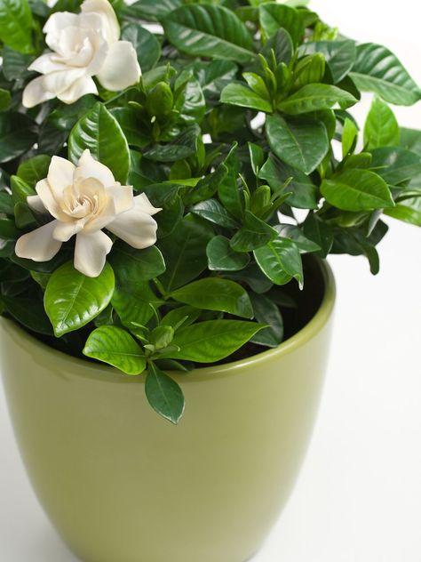 Nature is restorative: A walk in the woods or on the beach can do wonders for your mental and physical well-being. Even the tiniest dose of greenery—in the form of a houseplant, for example—can bestow special benefits on the beholder. Read on to learn which houseplants contain hidden healing power. Gardenia Indoor, Gardenia Care, Growing Gardenias, Gardenia Plant, Healthy Office, نباتات منزلية, Office Plants, Kew Gardens, House Plants Indoor