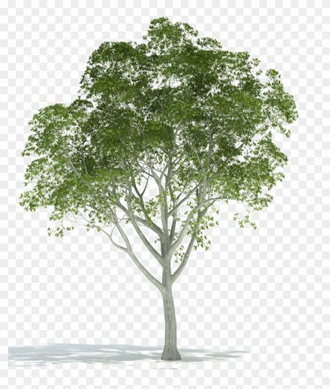 Tree Vector Png, Tree Render, Chinese Tree, Sky Photoshop, Rendering Architecture, Tree Photoshop, Photoshop Rendering, Tree Plan, Blurred Background Photography