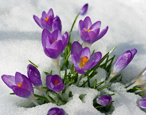 Clash of Seasons Crocus Flower, Snow Flower, Macro Flower, Spring Shower, Spring Equinox, Spring Mood, Flower Names, Winter Flowers, Spring Is Coming