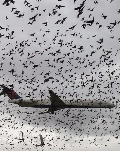 This Is What Happens When a Bird Strikes Your Plane Bird Strike, Biker Chic, American Airlines, Spacecraft, Interesting Facts, Airlines, Fun Facts, Flight, Aircraft