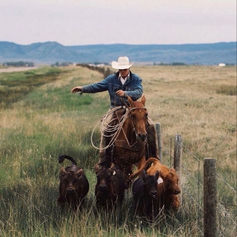 Discipline Inspiration, Longest Ride, Montana Ranch, Cattle Ranch, Cattle Drive, Western Photography, Real Cowboys, Into The West, Rodeo Life