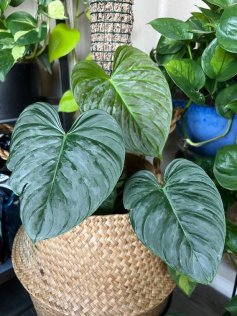 8/23/23 - Back from Vacation to FL :-) , new growth - Philodendron Majestic ✨ Philodendron Majestic, Vision 2024, Airbnb Promotion, Pretty Plants, New Growth, Plant Care, Patio Garden, Indoor Plants, House Plants