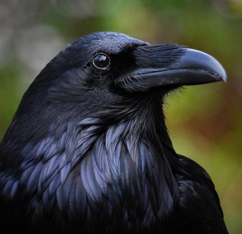 Rabe Tattoo, Common Raven, Photos Animals, Raven Logo, Owl Photography, Raven Bird, Dark Wings, Animal Illustration Art, Bird Masks