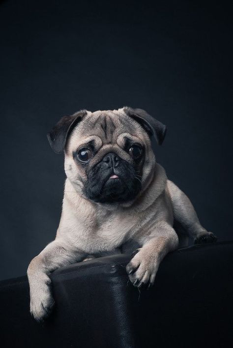 #pug #pugs #puggy #pugly #pugclub #puglove #puglover #puglovers #puglife #pugloversclub #flatnosedogsociety Serious Pose, Pug Portrait, Formal Portrait, Samsung Aesthetic, Pixel Wallpaper, Pugs And Kisses, Baby Pugs, Pug Pictures, Pug Mom