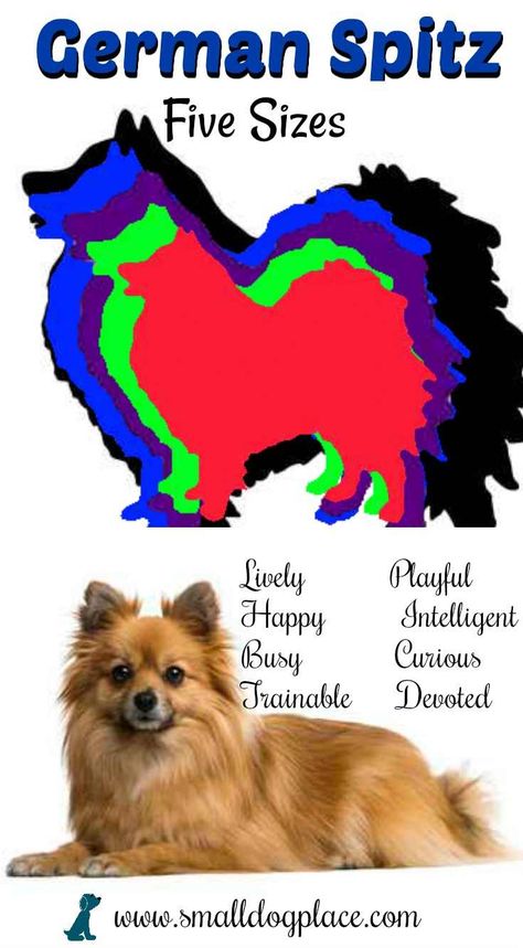 The German Spitz:  Complete Breed Profile German Spitz Dog, Disney Haken, Spitz Dog Breeds, Pomeranian Facts, Spitz Puppy, Spitz Pomeranian, Spitz Dog, Pomeranian Dogs, Socializing Dogs