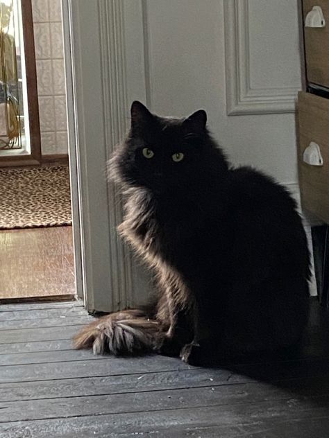 John Brown, A Black Cat, A Black, Black Cat, Black