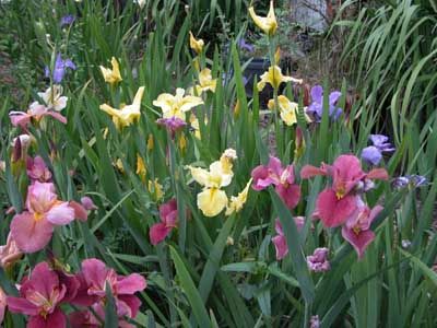 pretty Louisiana Iris, Growing Irises, Bush Garden, Concrete Leaves, Arbors Trellis, Landscaping Trees, Iris Garden, Growing Tips, Wildflower Garden