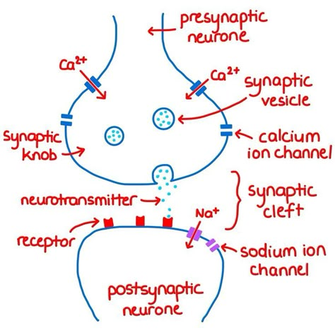 a-level biology notes revision synapses A Level Biology Revision, Tissue Biology, Biochemistry Notes, Medical Assistant Student, Biology Revision, Psychology Notes, A Level Biology, Basic Anatomy And Physiology, Nurse Study Notes