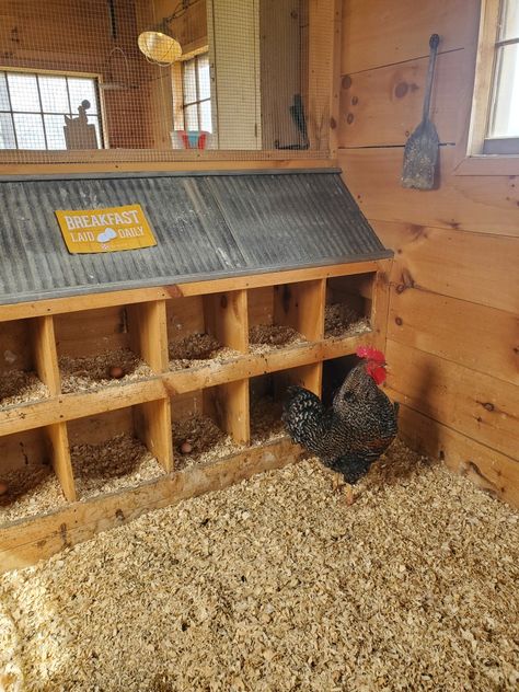 Goat Crafts, Turkey Coop, Inside Chicken Coop, Reban Ayam, Chicken Coop Designs Diy, Hen Coop, Chicken Roost, Cute Chicken Coops, Walk In Chicken Coop