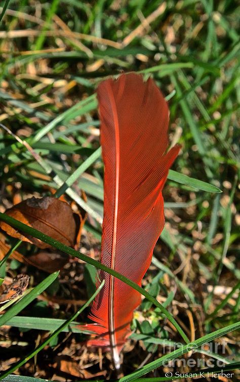 Cardinal Feather, Sacred Twenty Eight, Feather Meaning, Hope Is The Thing With Feathers, Explore Tattoo, Desktop Background Pictures, Red Feather, Feather Art, Desktop Background