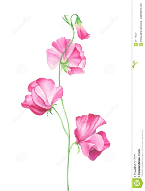 Watercolor Sweet Pea Flowers On White Background Stock Illustration - Illustration of beauty, odoratus: 90174730 Pea Tattoo, Sweet Pea Tattoo, Sweet Pea Flowers, Pea Flower, Watercolor Flower Art, Sweet Peas, Flower Art Painting, I Promise You, Watercolor Flower