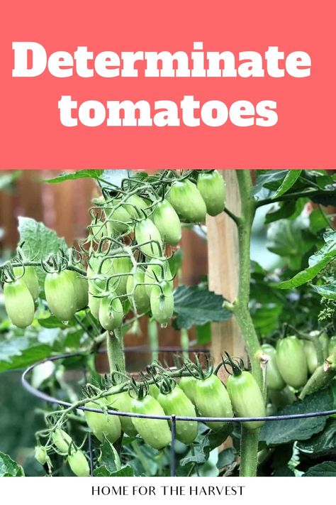 Determinate tomatoes Tomato Varieties, Determinate Tomatoes, Commercial Farming, Types Of Tomatoes, Tomato Seedlings, Beefsteak Tomato, Fall Vegetables, Tomato Cages, Garden Guide