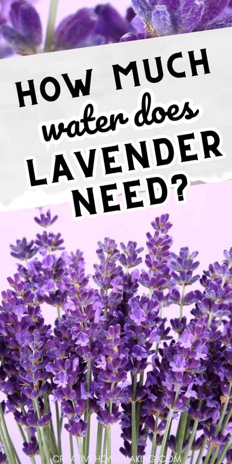 Discover the perfect watering regimen for lavender to keep your plants healthy and vibrant. Find out how much water lavender needs and expert watering advice for your garden. When To Plant Lavender Outside, Lavender Garden Ideas, Lavender Plant Indoors, Indoor Lavender, Indoor Lavender Plant, Lavender Indoors, Spiritual Herbs, How To Propagate Lavender, Edible Wild Mushrooms