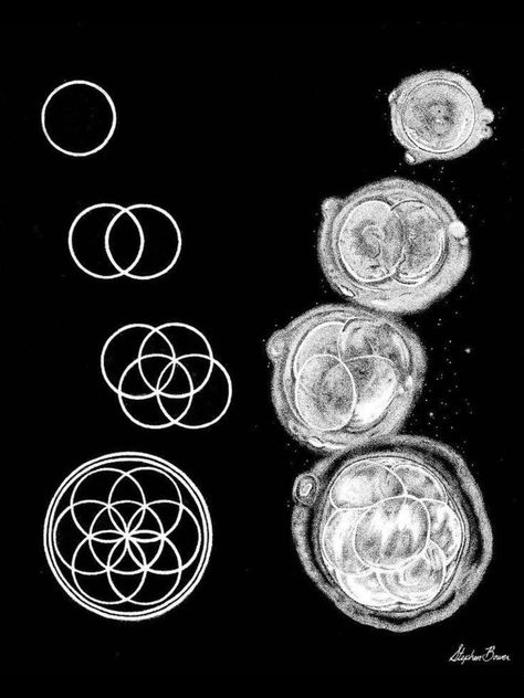 Flower of life. Cell division. Sacred geometry Geometry In Nature, Yoga Studio Design, Cell Division, Spirit Science, Seed Of Life, Geometry Art, Flower Of Life, Sacred Geometry, The Words