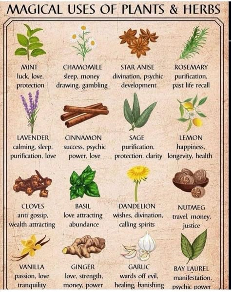 Herbs And What They Are Good For, Tea For Allergies, Herbal Knowledge, Herbs And Their Uses, Feeling Sluggish, Magickal Herbs, Witch Herbs, Medical Herbs, Green Witchcraft