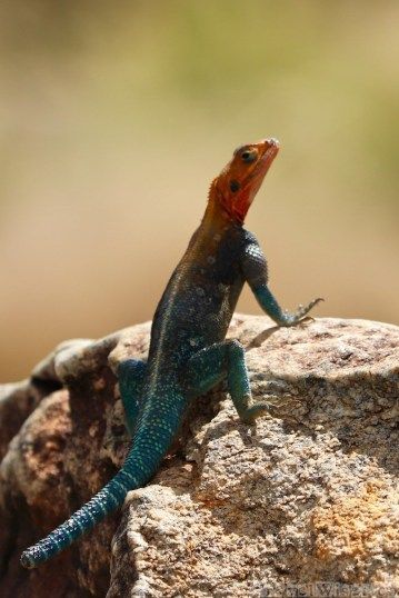 Red-Headed-Rock-Agama-Lizard Agama Lizard, Africa Safari, Best Travel Destinations, Reptiles, Redheads, Travel Destinations, Black And Red, Fish, Animals