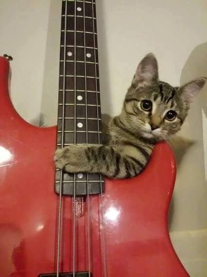 Animals Funny, Cat Drawing, Bass Guitar, A Cat, Feline, Bass, Kittens, Guitar, Funny