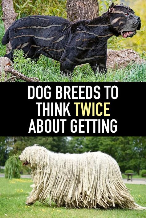 Largest Dog Breeds, Weird Dog Breeds, Animals Preschool Crafts, Farm Dogs Breeds, Fantasy Tools, Unusual Animal Friends, Dogs Room, Wallpaper Woodland, Unusual Pets