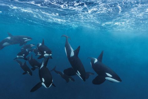 Though the great white is considered the top marine predator, orcas may actually rule the oceans, new observations suggest. Orcas Swimming, Leopard Seal, Arcade Fire, Underwater Animals, The Killers, Orca Whales, Rare Animals, Marine Mammals, Weezer