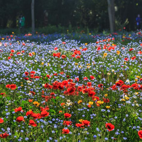 PRICES MAY VARY. Create a stunning garden with our Wildflower Seed Mix, featuring a variety of perennial flower seeds for long-lasting beauty. This wildflower seeds bulk pack contains a diverse assortment of wild flower seeds, ensuring a vibrant and colorful garden. Our high-quality wildflower seed mix is perfect for creating a low-maintenance and naturally beautiful landscape. Cultivate a breathtaking display of wildflower blooms with our perennial flower seeds, attracting pollinators and addin Personalised Party Bags, Students Christmas, Bee Wedding, Perennial Flower, Seed Wedding Favors, Student Christmas Gifts, Party Bags Kids, Patio Pots, Hardy Perennials