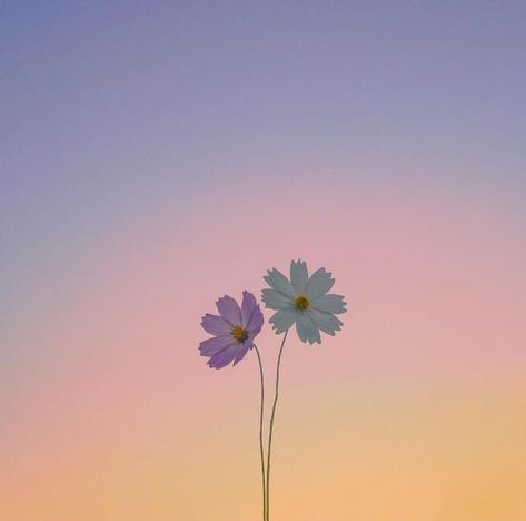 Flowers Aesthetic Profile Picture, Calm Profile Picture Aesthetic, Cool Dp For Whatsapp Aesthetic, Wp Dp Aesthetic, Wp Profile Picture, Nature Profile Pic, Aesthetic Flowers Pfp, Dp Wallpaper Whatsapp, Profile Picture Aesthetic Girly