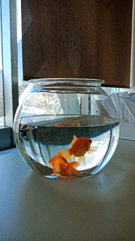 Fish Bowl Photography, Fishbowl Aesthetic, 귀여운 음식 그림, Snap Streak Ideas Easy, Foodie Instagram, Sea Wallpaper, Magazine Collage, Music Images, Gold Fish