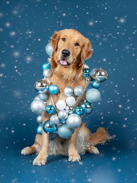 Holiday Pet Photography, Christmas Dog Photography, Christmas Pet Photos, Holiday Pet Photos, Pet Photography Studio, Dog Christmas Photos, Dog Christmas Pictures, Animal Photoshoot, My 2022