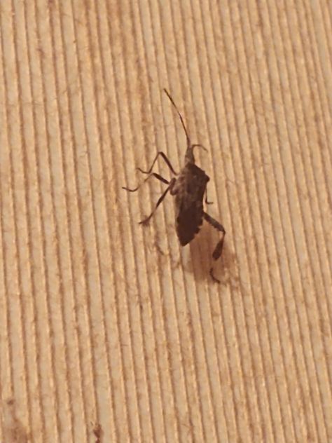 A stink bug walking up a wall with inversigating ateni and mid walk Stink Bug, Stink Bugs, Cool Bugs, In The Middle, The Wall, The Middle, Bugs, Walking, Wall